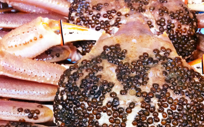 蟹の甲羅に付くカニビルの卵